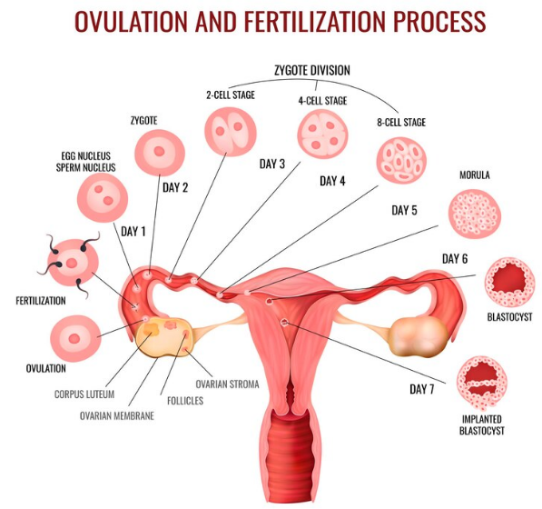 PCOD vs PCOS