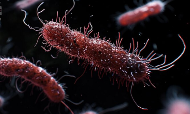 Salmonella enterica: Understanding the Six Subspecies