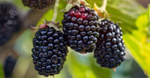 Why Mulberry Fruit is the Next Big Trend in Superfoods