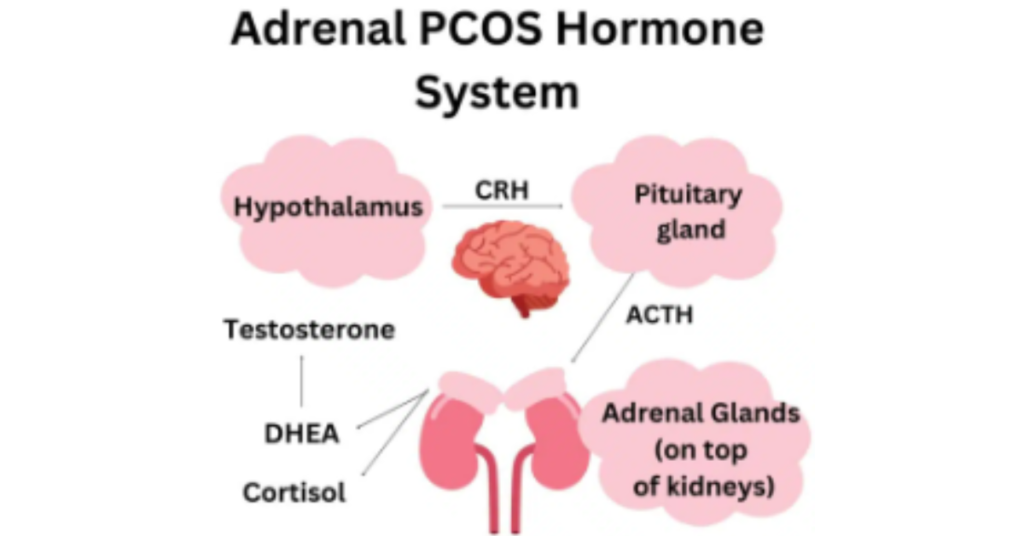 Myths about Adrenal PCOS You Need to Stop Believing