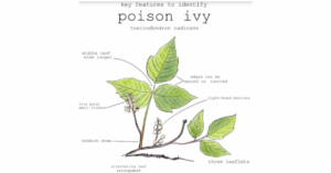 What is Poison Ivy?