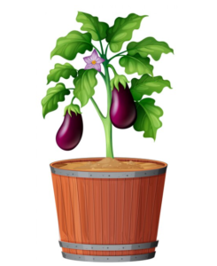 Everything You Need to Know About Brinjal’s Health Benefits