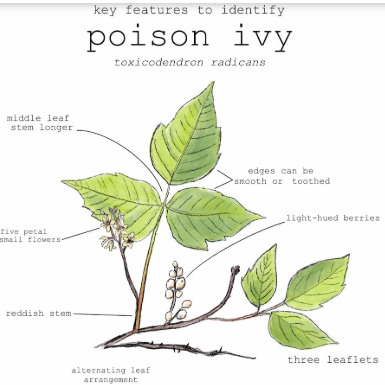 What is Poison Ivy?