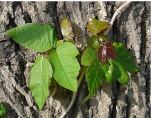 What is Poison Ivy?