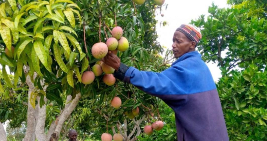 Alphonso: The King of Mangoes